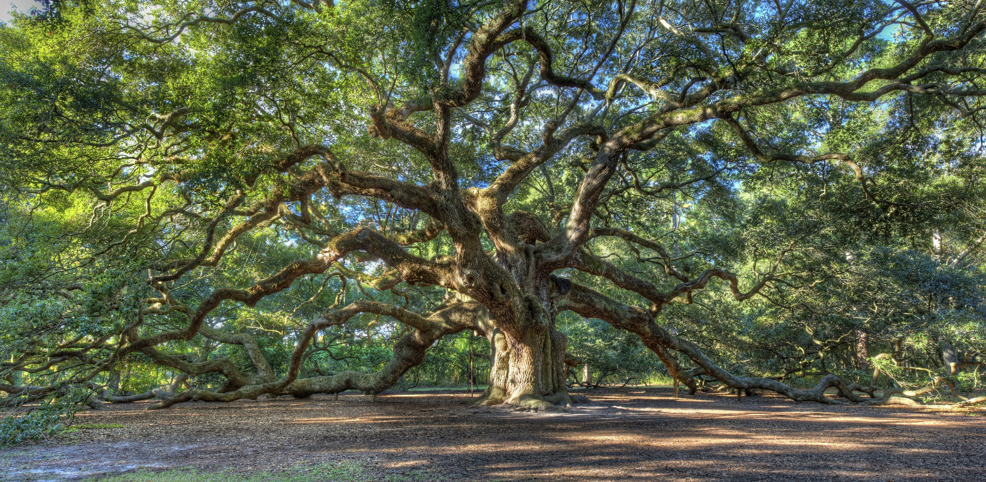 Full screen view of large sprawling tree.